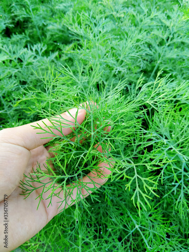 Hand holding dill ( Anethum graveolens L.) in the garden.