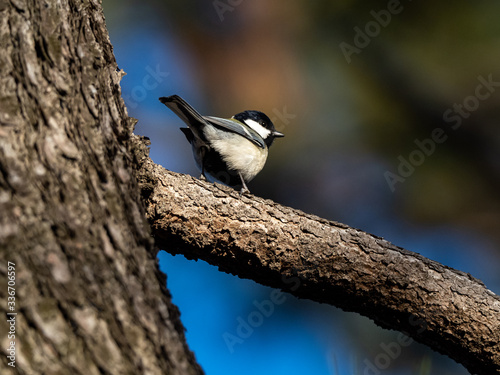 Japanese tit in a bare winter tree 3