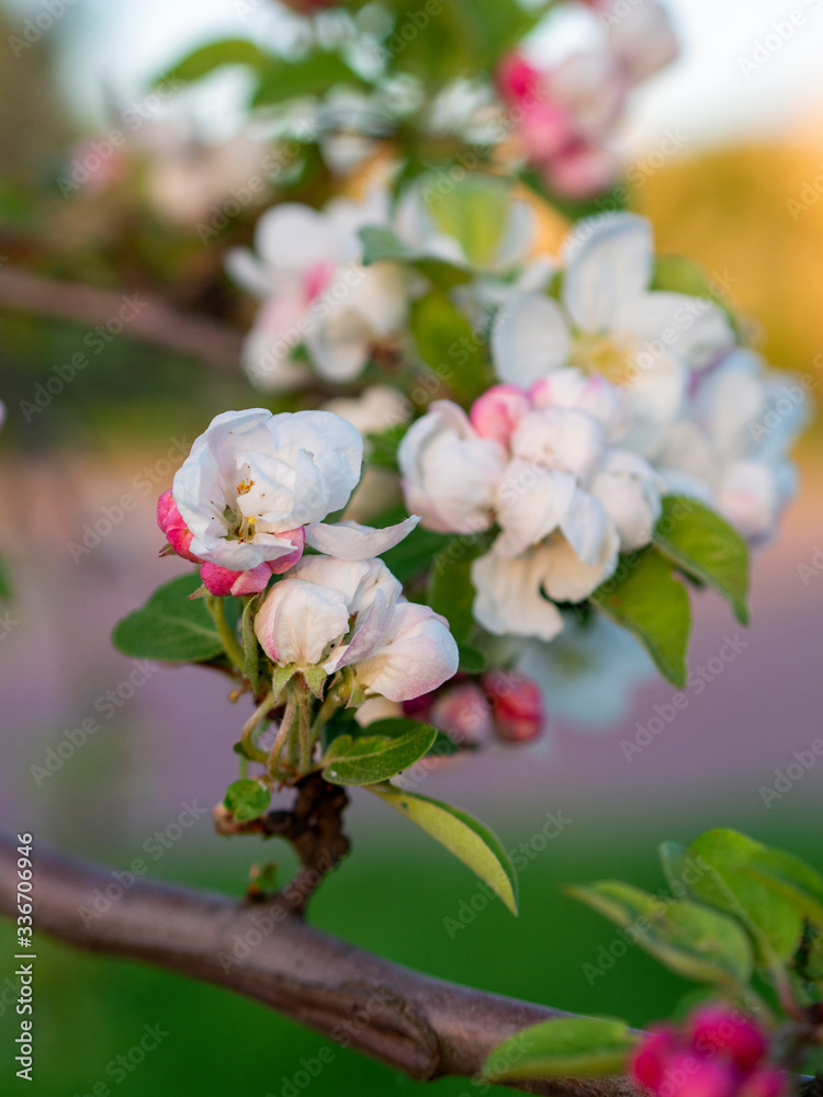 Obraz premium Bright white an apple-tree flower illuminated by a bright ray of the spring sun and blue sky on a back background