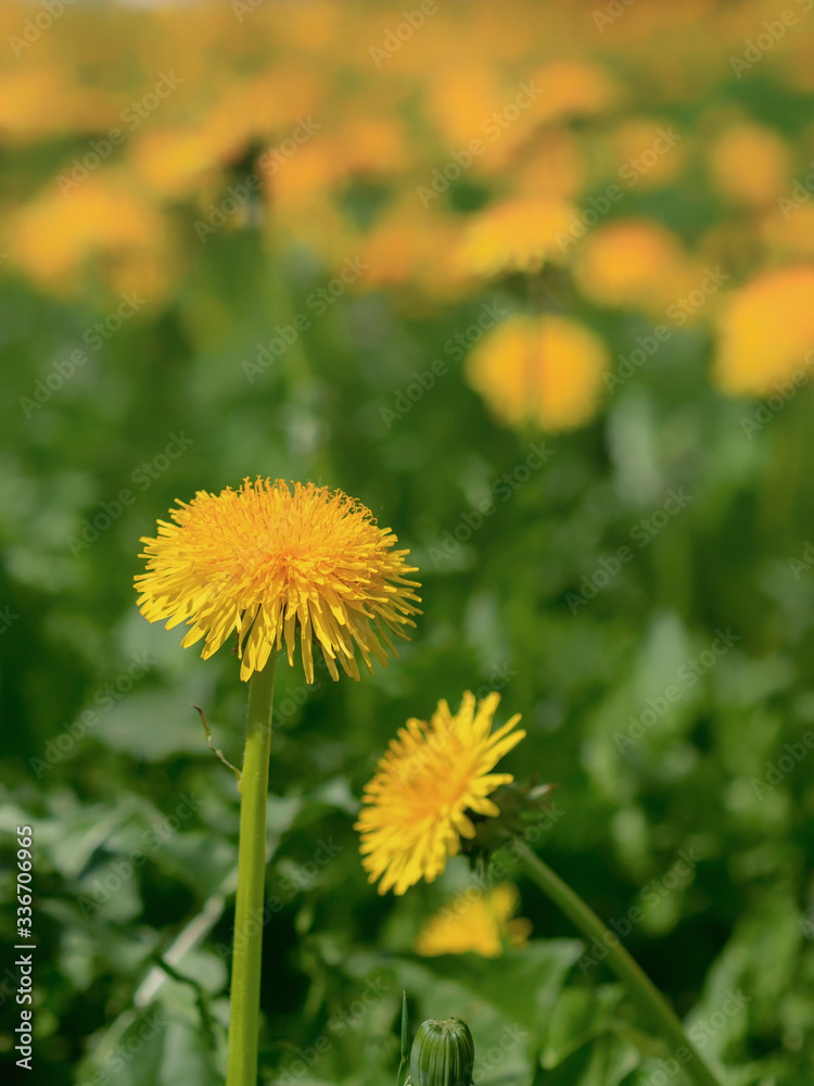 Yellow dandelion flowers with leaves in green grass, spring photo Yellow dandelion flowers with leaves in green grass, spring photo