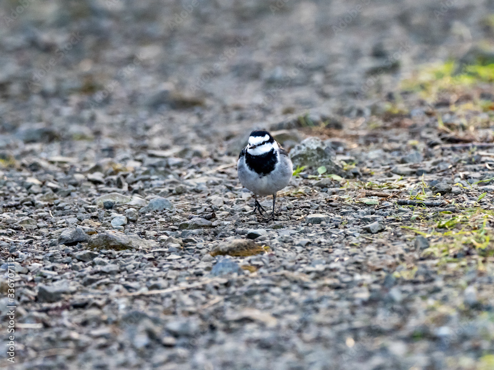 Obraz premium Japanese white wagtail on concrete river bank 3