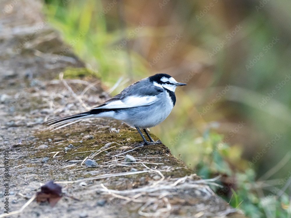 Naklejka premium Japanese white wagtail on concrete river bank 6