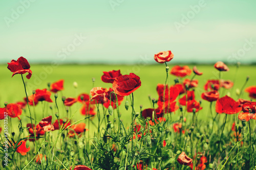 Summer field with red poppies as a beautiful nature background