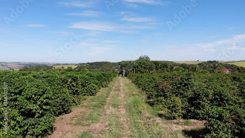 coffeeyard in Brazil