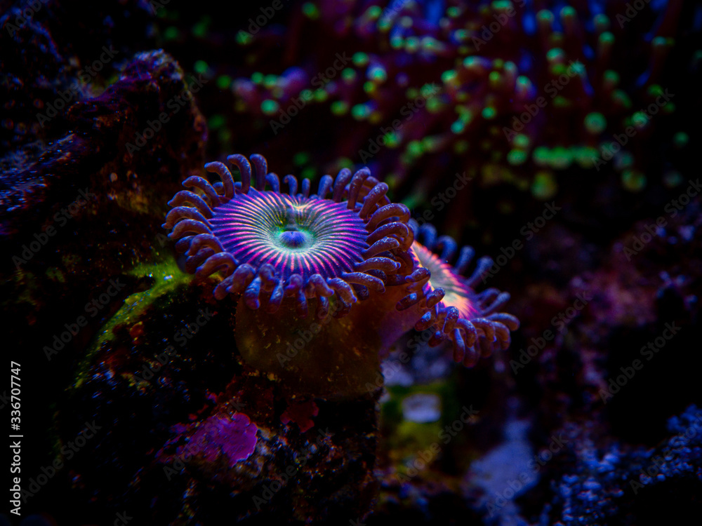Obraz premium Zoanthus Rainbow in a reef aquarium close up (soft coral)