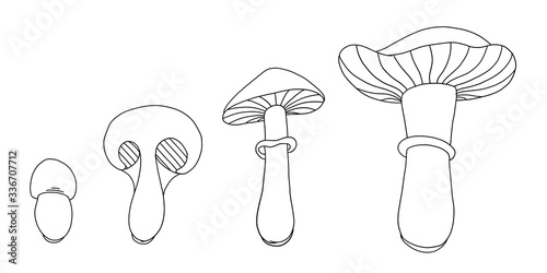 Life cycle of mushrooms. Stages of mushroom growth. Development stage animation progression. Ripening period vector infographic.
