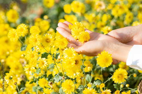 The woman's hand is touching a beautiful yellow flower blooming in a flower field in the midst of nature.