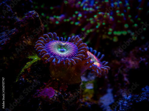 Zoanthus Rainbow in a reef aquarium close up (soft coral)