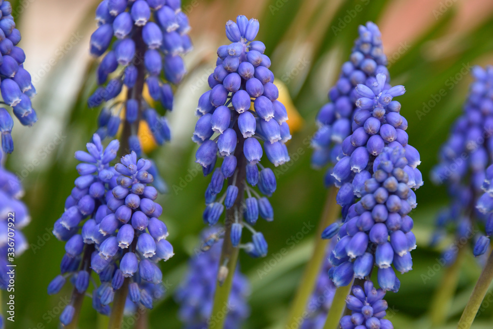 close up of blue hyacinth close up of blue hyacinth