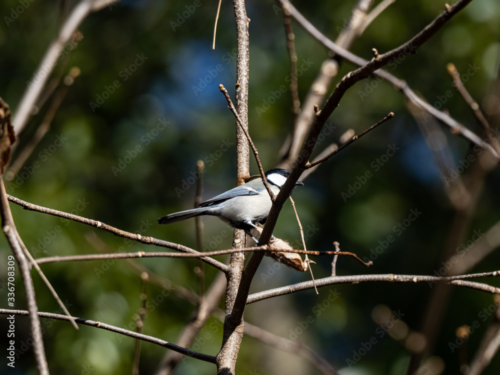 Japanese tit in a bare winter tree 7 Japanese tit in a bare winter tree 7