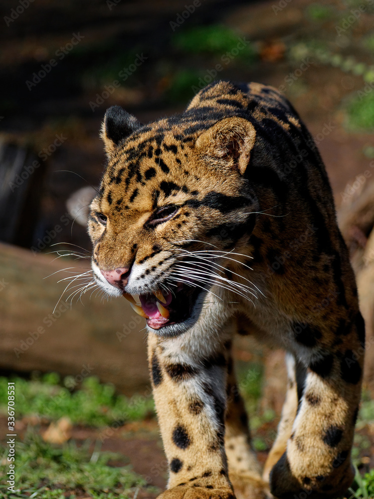 Obraz premium The clouded leopard, Neofelis nebulosa, is a wild cat occurring from the Himalayan foothills through mainland Southeast Asia into southern China.