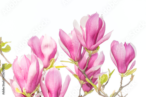 magnolia flower spring branch isolated on white background