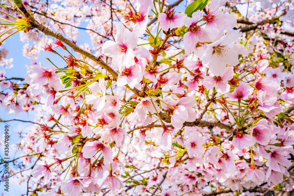 日本の春の風景 桜の花 日本の春の風景 桜の花