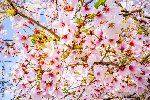 日本の春の風景 桜の花
