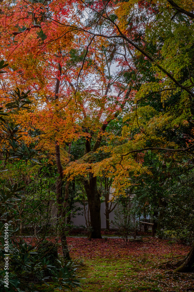 Autumn Leaves in Rengeji Temple in Kyoto, Japan