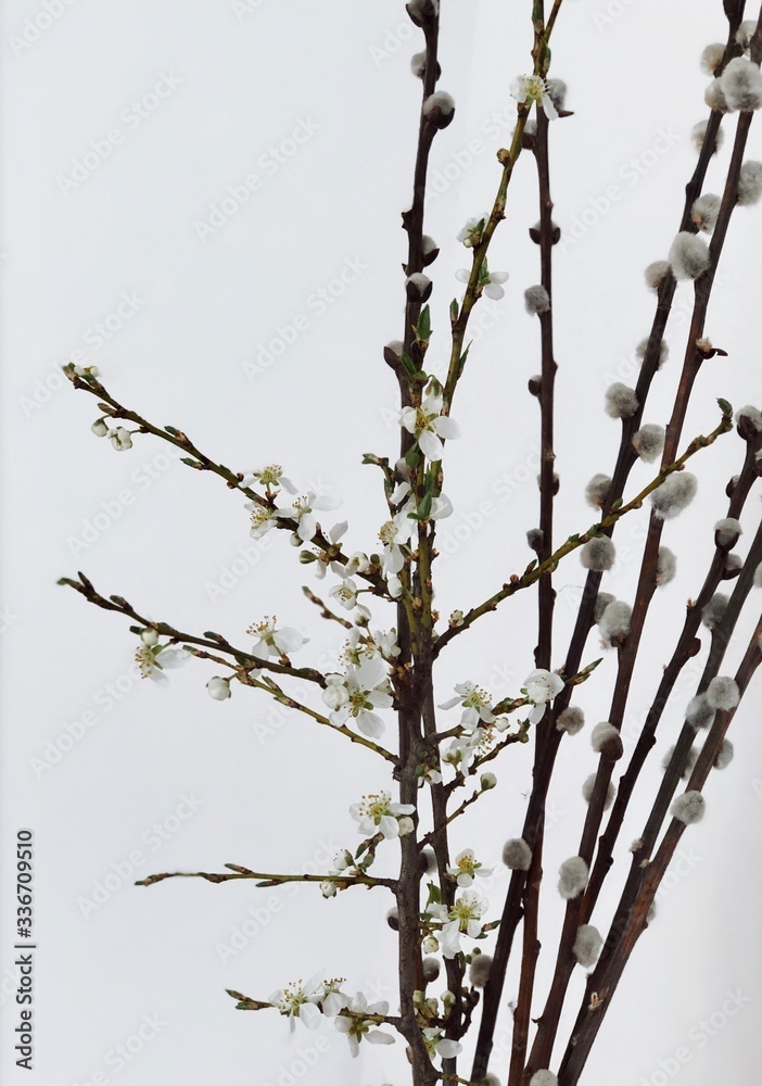 Spring buds and pussy willow buds on white background Spring buds and pussy willow buds on white background