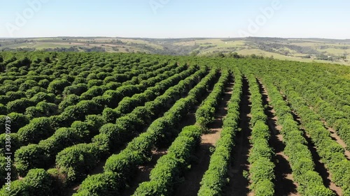 rows of coffee