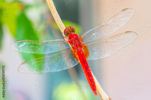 Macro photo of red dragonfly in nature