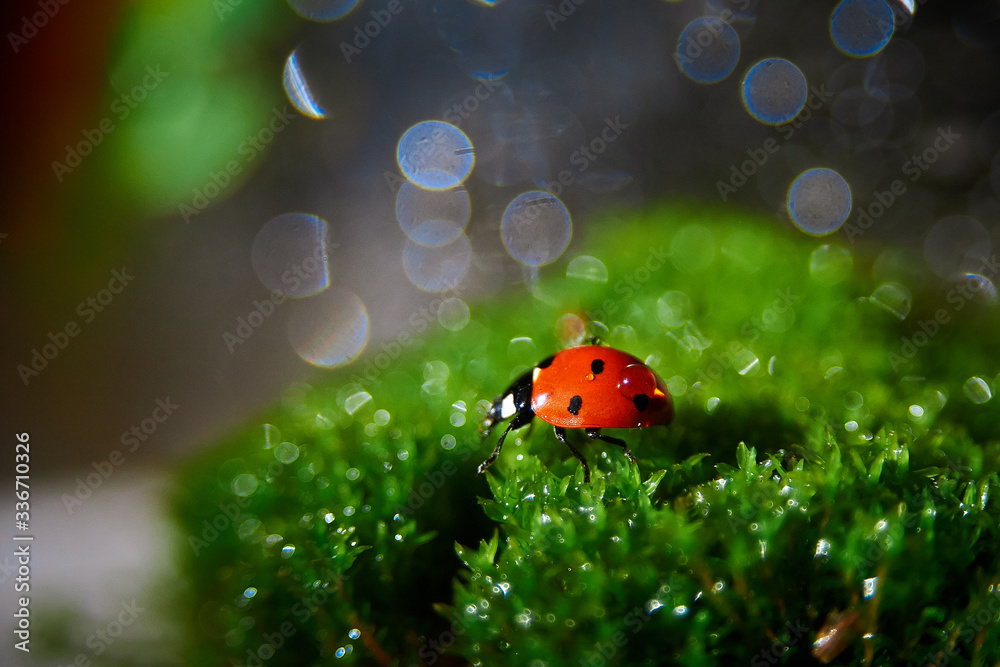 ladybug on green grass with dry leaves and drops of water
ladybug on green grass with dry leaves and drops of water