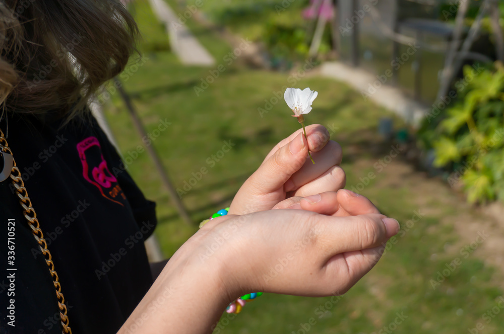 Asian girl holding the white flower in the background of the green grass in the sunny day