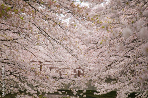 春と桜とチューリップ