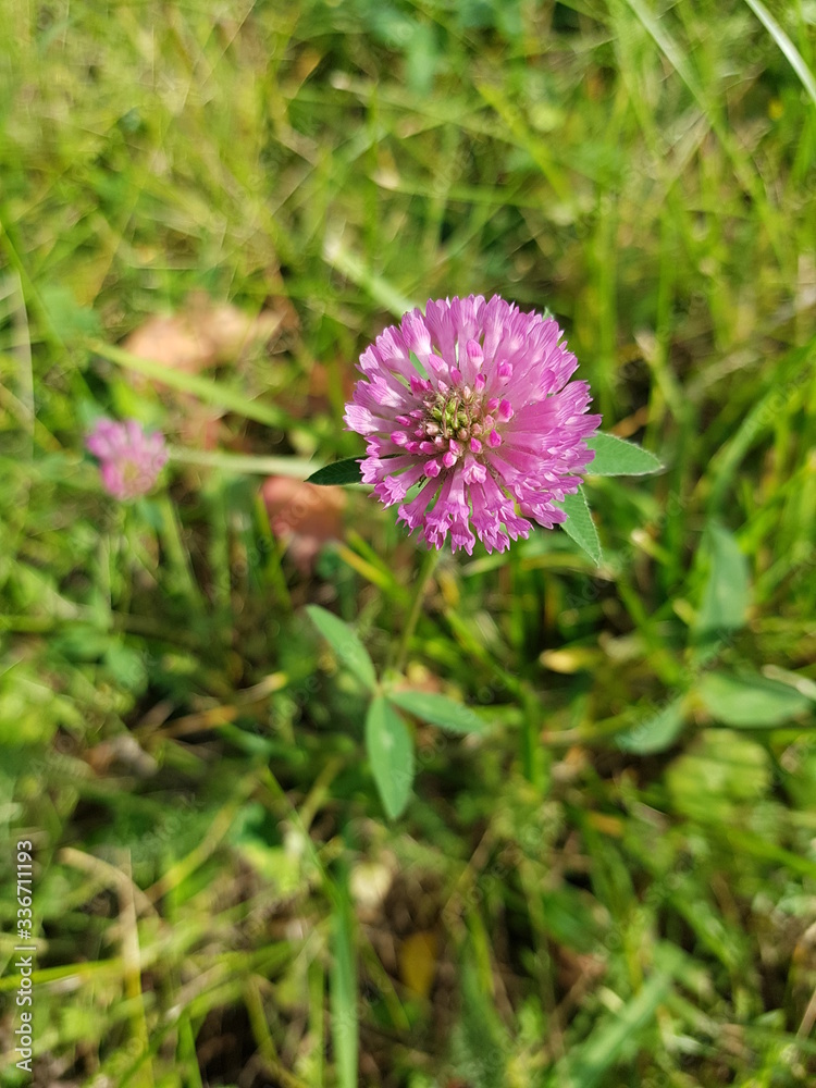 Trifolium pratense, the red clover, is a herbaceous species of flowering plant in the bean family Fabaceae.
Red clover is a herbaceous, short-lived perennial plant. Trifolium pratense, the red clover, is a herbaceous species of flowering plant in the bean family Fabaceae.
Red clover is a herbaceous, short-lived perennial plant.
