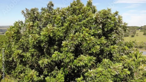 green moss on tree