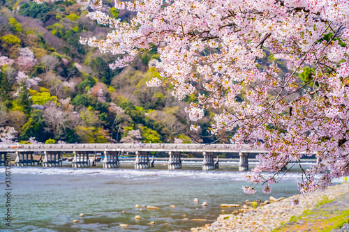 京都の春の風景 嵐山の満開の桜 日本