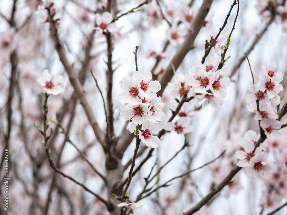 Blossom tree branch flower spring almond