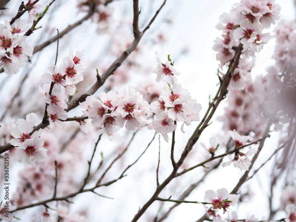 Blossom tree branch flower spring almond Blossom tree branch flower spring almond