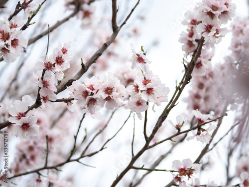 Blossom tree branch flower spring almond