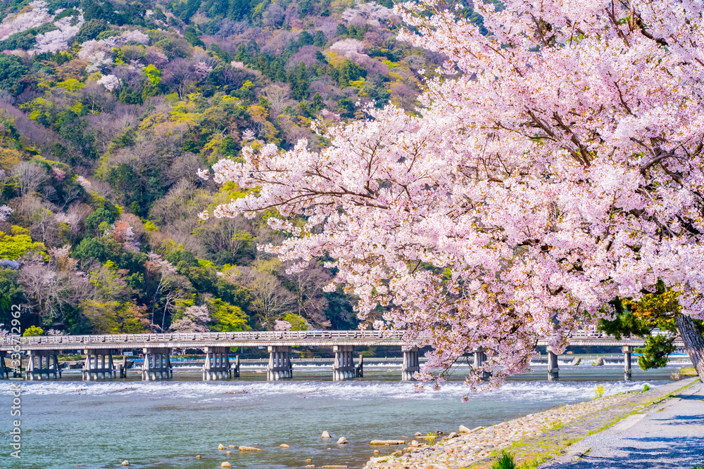 Fototapeta premium 京都の春の風景 嵐山の満開の桜 日本