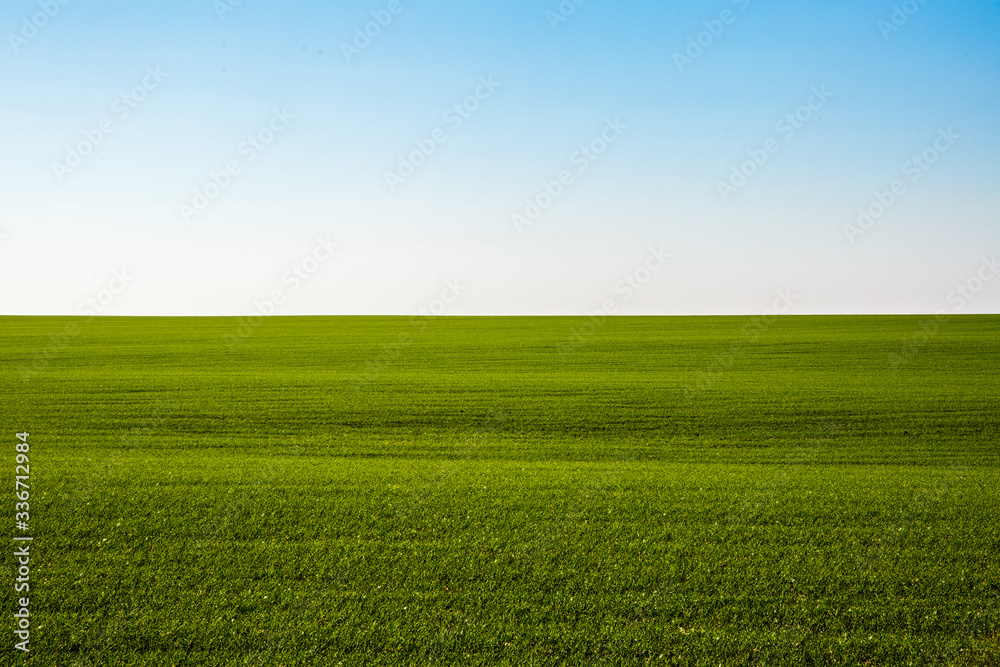 Sprouts of winter wheat sprouted in an endless field Sprouts of winter wheat sprouted in an endless field