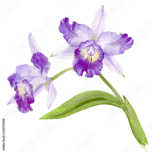Watercolor orchid cattleya branch, hand drawn floral illustration isolated on white background.