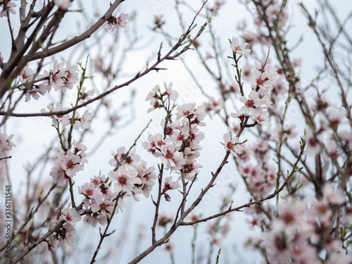Blossom tree branch flower spring almond © Utkamandarinka