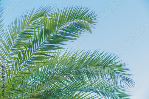 Green leaves with natural background