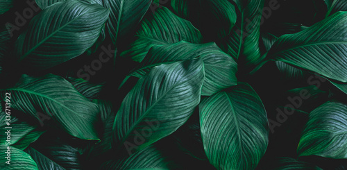 Fototapeta Naklejka Na Ścianę i Meble -  leaves of Spathiphyllum cannifolium, abstract green texture, nature background, tropical leaf