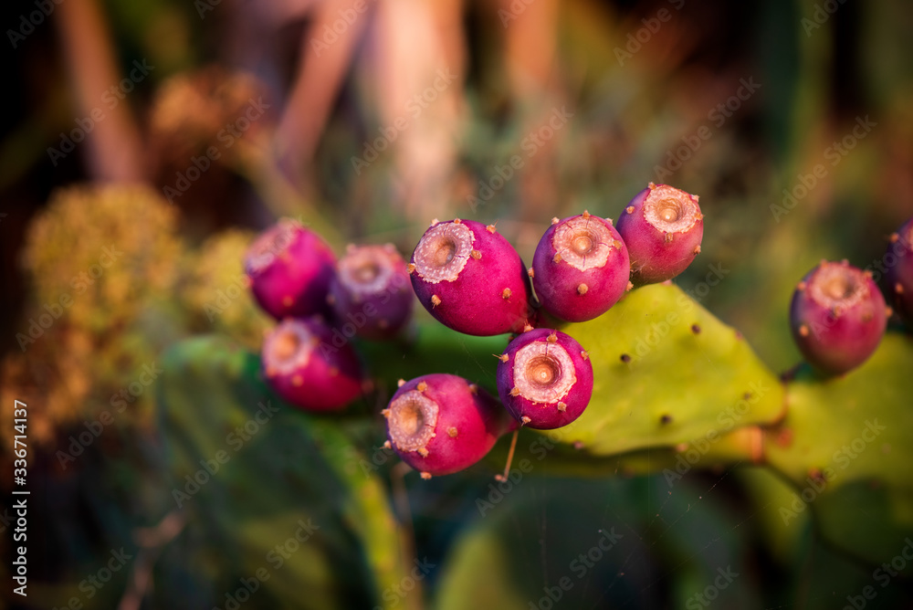 Prickly pear cactus with fruit in purple color (Opuntia, Fico d'India), cactus spines Prickly pear cactus with fruit in purple color (Opuntia, Fico d'India), cactus spines