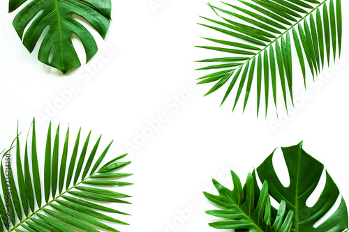 leaves of coconut and monstera isolated on white background © Nabodin