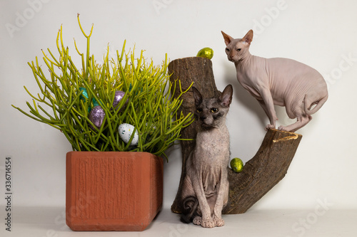 Easter eggs Sphynx and Lykoi Cats