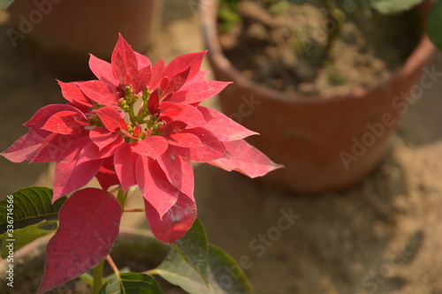 Some beautiful paper flower or bougainvillea it’s called Booganbel inHindi and Marathi, Cherei in Manipuri, Baganbilas in Bengali, Kathigala Puvvu in Telugu. In my area we call it kagaz phool in close photo