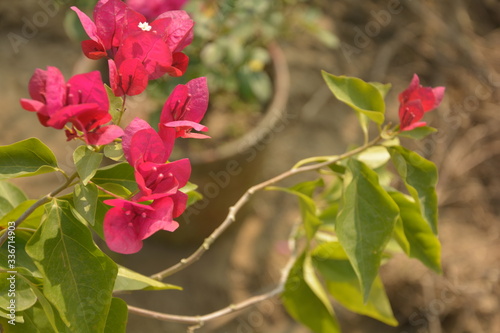 Some beautiful paper flower or bougainvillea it’s called Booganbel inHindi and Marathi, Cherei in Manipuri, Baganbilas in Bengali, Kathigala Puvvu in Telugu. In my area we call it kagaz phool in close photo