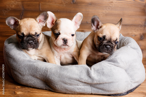 group of puppies french bulldog puppies