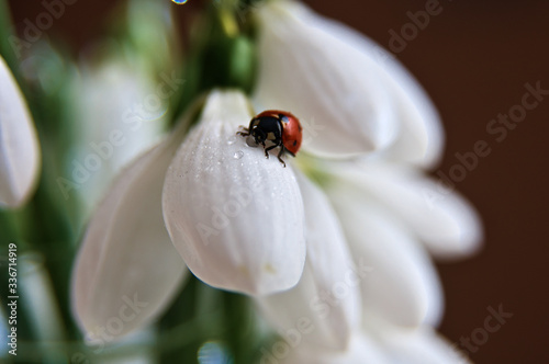 
ladybug on a snowdrop flower
