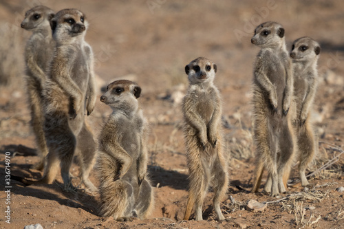 A family of meerkat on guard © Jason