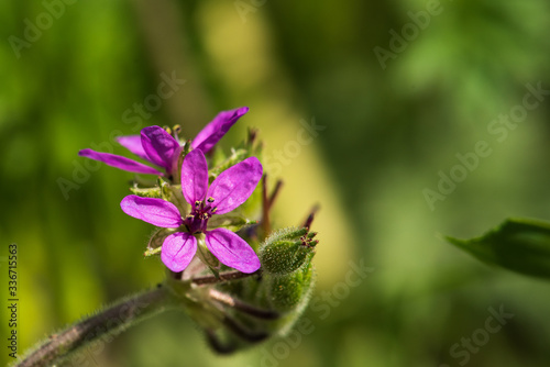 Purple spring flower among green leaves