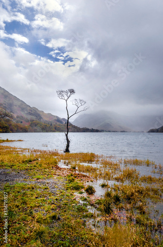 This Birch tree by the side of lake Buttermere in the English lake District is commonly known as the lone tree 