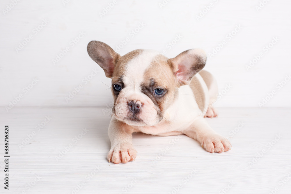 french bulldog puppy on white