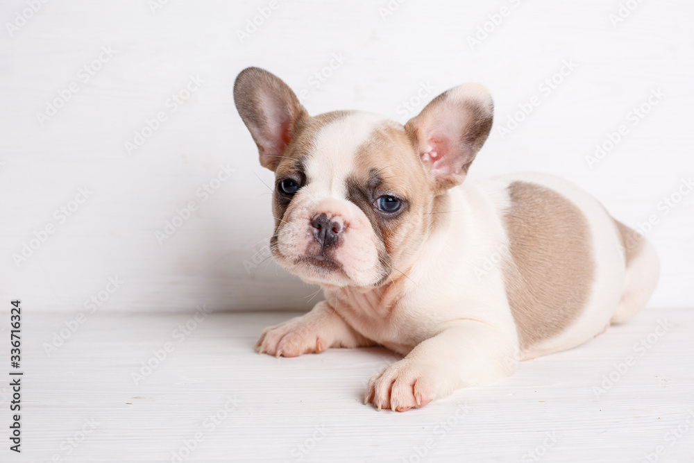 french bulldog puppy on white background french bulldog puppy on white background
