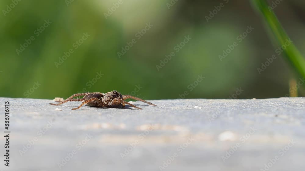 A Small Wolf Spider, Pardosa sp
A Small Wolf Spider, Pardosa sp